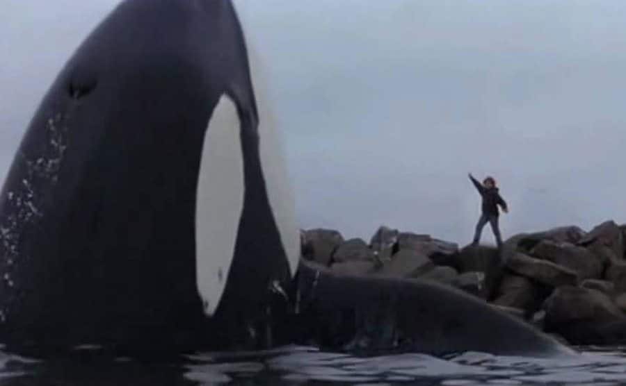 A still from the film Free Willy.
