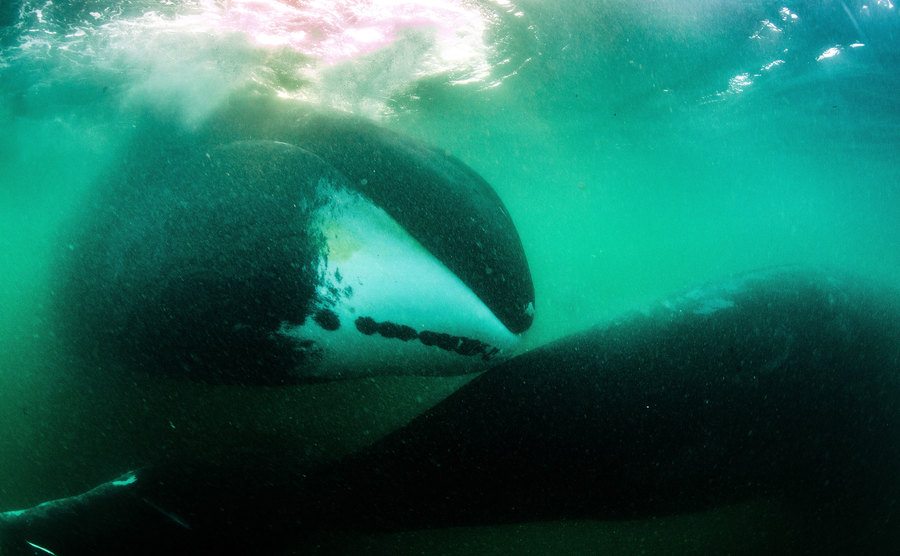 A photo of a killer whale underwater.