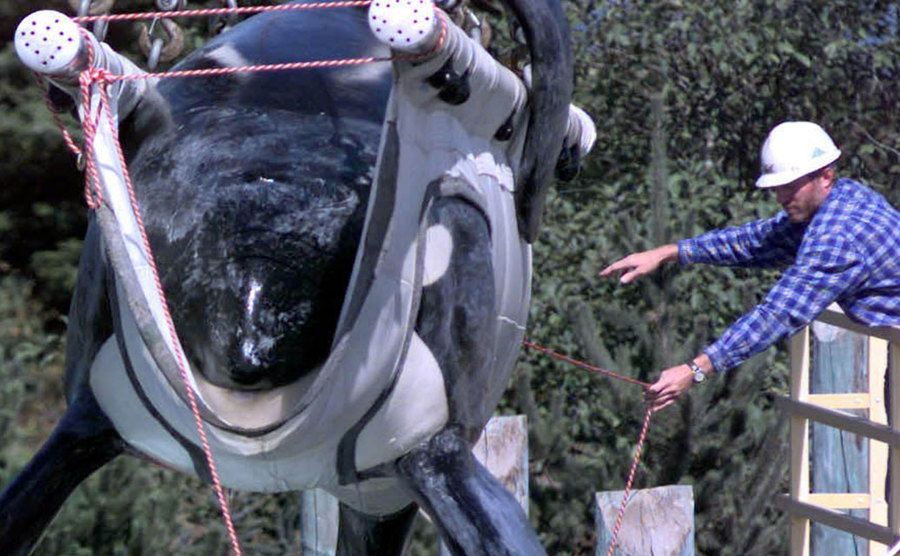 An image of Keiko being weighted in the aquarium.