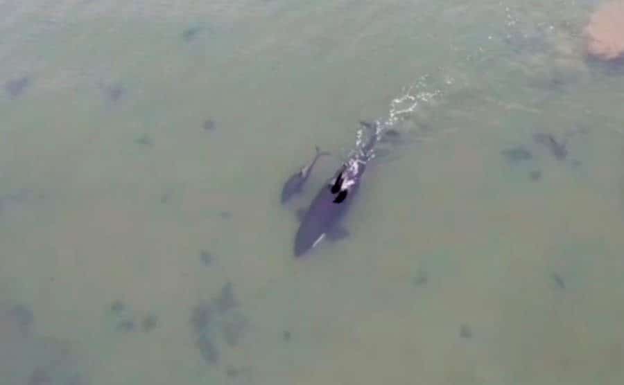 An aerial view of a killer whale in open seas.