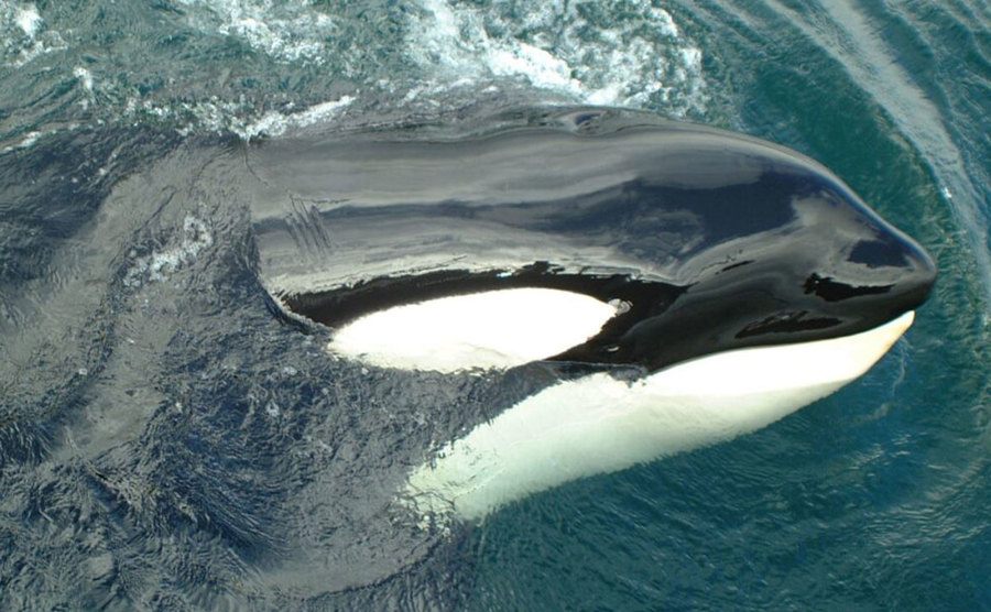 An image of Keiko swimming free in the open sea.