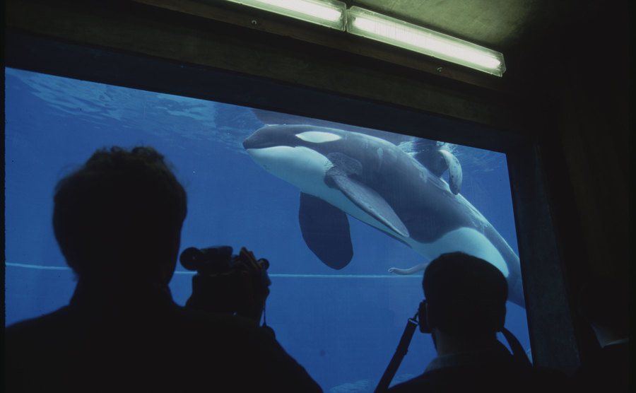 A dated photo of Keiko in the aquarium.