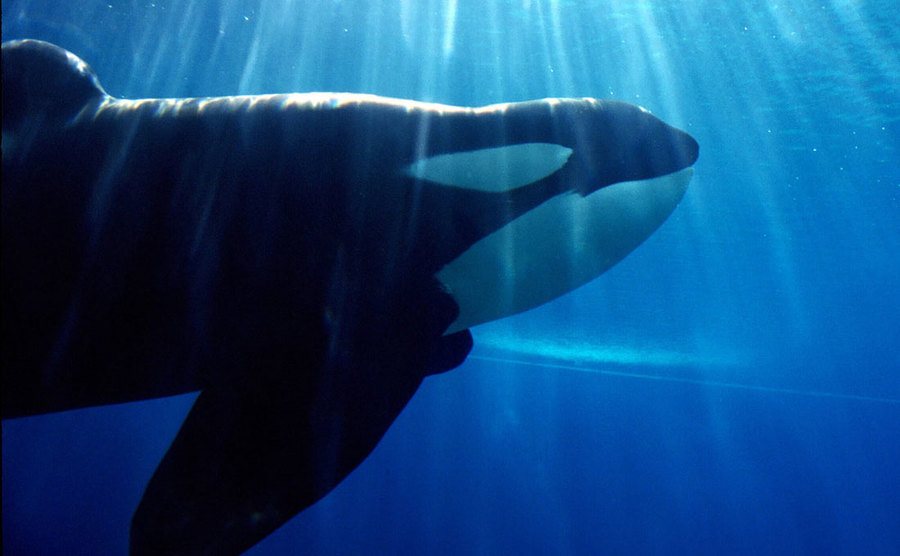 An image of a killer whale in an aquarium.